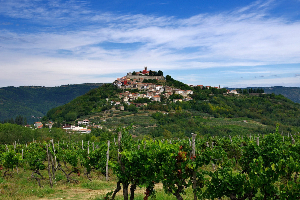 Wines of Istria